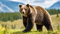 Grizzly or North American brown bear - Ursus arctos horribilis - walking in grass meadow with blurred mountainous and sky