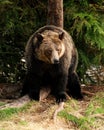 Grizzly Scratching