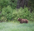 Grizzly side profile