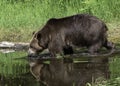 Grizzly Slaking His Thirst Royalty Free Stock Photo