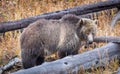 Grizzly Sow Royalty Free Stock Photo