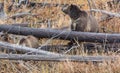 Grizzly Sow and Cub Royalty Free Stock Photo