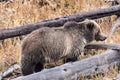 Grizzly Sow Royalty Free Stock Photo