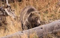 Grizzly Sow Foraging Royalty Free Stock Photo