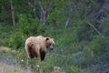 Grizzly Sow munching on wild flowers Royalty Free Stock Photo