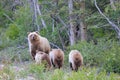 Grizzly Sow with Triplets Royalty Free Stock Photo