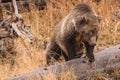 Grizzly Sow Royalty Free Stock Photo