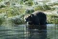 Grizzly steps into the water