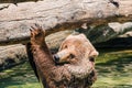 Grizzly Water Fun Royalty Free Stock Photo