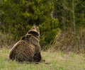 Grizzly yodel Royalty Free Stock Photo