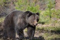 Grizzly young adult walking in a forest