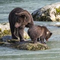 Grizzlys in Alaska, female with cub