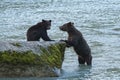 Grizzlys in Alaska, mother and baby bear