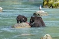 Grizzlys eating salmon in Alaska