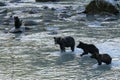 Grizzlys fishing salmon in Alaska