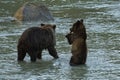 Grizzlys fishing salmon in the river in Alaska