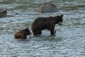 Grizzlys fishing salmon in the river in Alaska