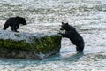 Grizzlys fishing salmon in the river in Alaska