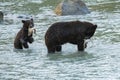 Grizzlys fishing salmon in Alaska, mother with cub