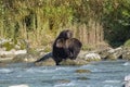 Grizzlys in the river in Alaska