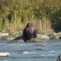 Grizzlys in the river in Alaska