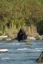 Grizzlys in the river in Alaska