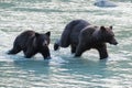 Grizzlys in the river in Alaska, mother with cub
