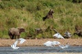 Grizzlys, on the river in Alaska Royalty Free Stock Photo