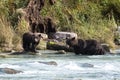 Grizzlys in the river