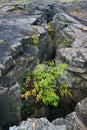 The fault that marks the continental separation in plate tectonics between Europe and America, above Grjotagja cave, Iceland.