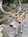 groan, looking for a mate, FALLOW DEER, deer forest at Southwicks Zoo Mendon, ma Royalty Free Stock Photo