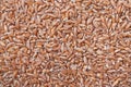 Groats spelt. Background Royalty Free Stock Photo