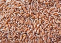 Groats spelt. Background Royalty Free Stock Photo