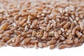 Groats spelt. Background Royalty Free Stock Photo