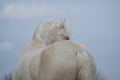 Groats white horse on a background of the blue sky Royalty Free Stock Photo