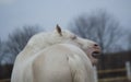 Groats of white with open mouth horse Royalty Free Stock Photo