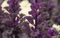 grocery ornamental use in public parks Royalty Free Stock Photo