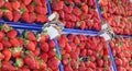 Grocery shop with so many boxes with ripe strawberries Royalty Free Stock Photo