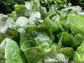 Grocery store green fresh lettuce on display Royalty Free Stock Photo