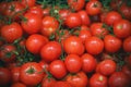 In the grocery store are many ripe red tomatoes on thin green twigs. Harvest Royalty Free Stock Photo