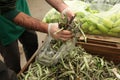 A grocery worker putting green beans into plastic pocket