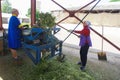 GRODNO, BELARUS - JUNE 18, 2014. women touch chamomile after harvesting