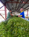GRODNO, BELARUS - JUNE 18, 2014. women touch chamomile after harvesting