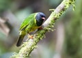 Groen-zwarte Cotinga, Green-and-black Fruiteater, Pipreola riefferii Royalty Free Stock Photo