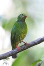 Groen-zwarte Cotinga, Green-and-black Fruiteater, Pipreola riefferii Royalty Free Stock Photo