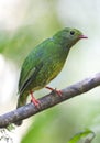 Groen-zwarte Cotinga, Green-and-black Fruiteater, Pipreola riefferii Royalty Free Stock Photo