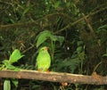 Groen-zwarte Cotinga, Green-and-black Fruiteater, Pipreola riefferii Royalty Free Stock Photo