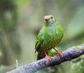 Groen-zwarte Cotinga, Green-and-black Fruiteater, Pipreola riefferii Royalty Free Stock Photo