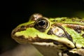 Groene Kikker, Water Frog, Pelophylax spec Royalty Free Stock Photo