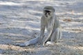 Groene Meerkat, Green Vervet Monkey, Chlorocebus pygerythrus Royalty Free Stock Photo